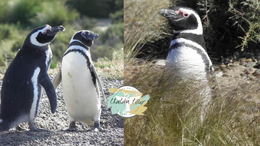 Puerto Madryn: Punta Tombo Shore Excursion for Cruise Guests - Key points to know before booking