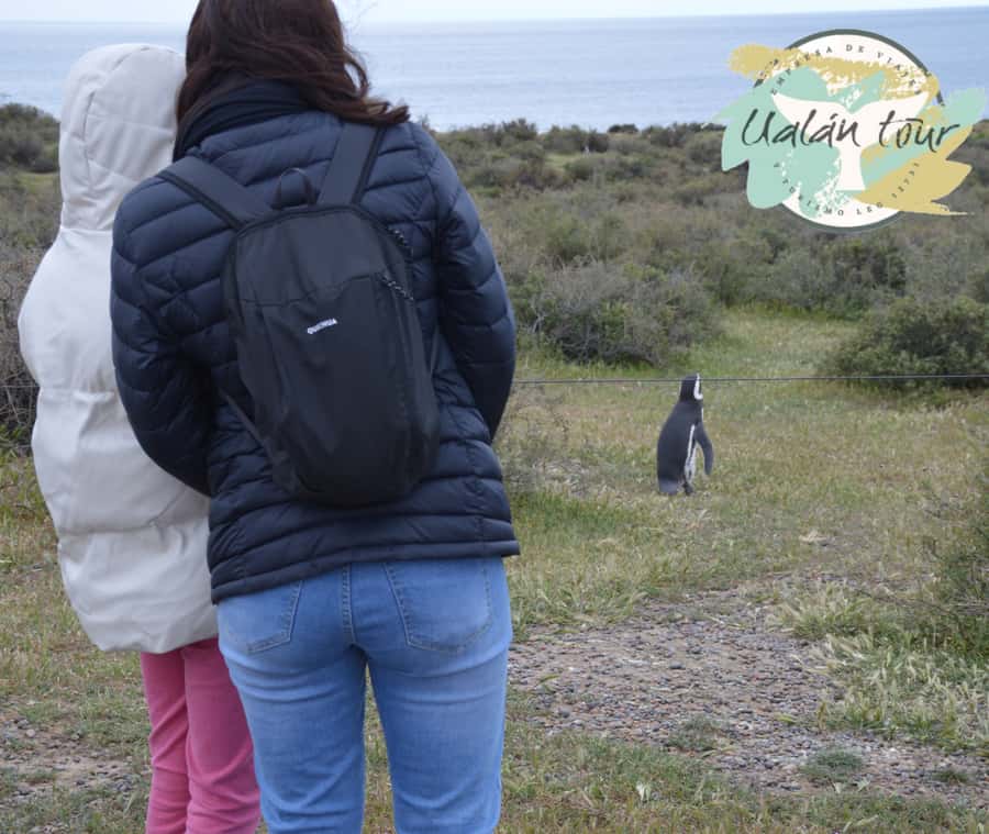 Puerto Madryn: Punta Tombo Shore Excursion for Cruise Guests - Should you book Punta Tombo from Puerto Madryn?