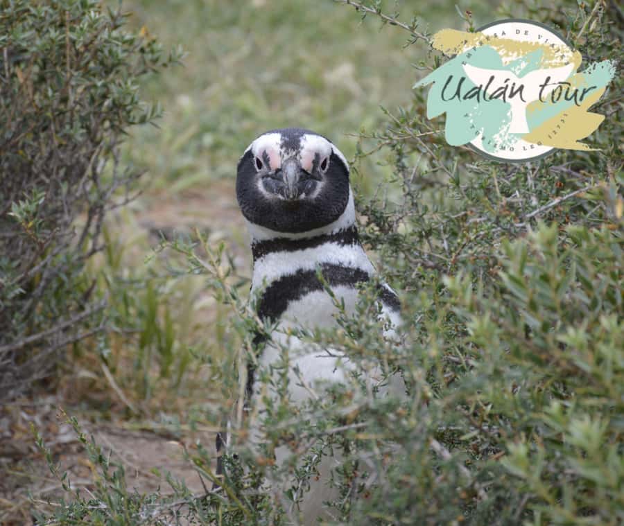 Puerto Madryn: Punta Tombo Shore Excursion for Cruise Guests - Walking through the Magellanic penguin colony