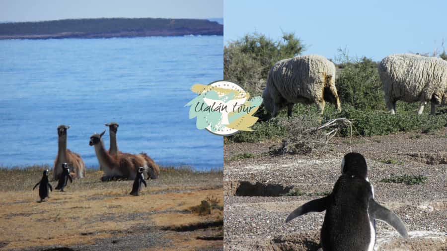 Puerto Madryn: Punta Tombo Shore Excursion for Cruise Guests - A bilingual guide and a focused visit