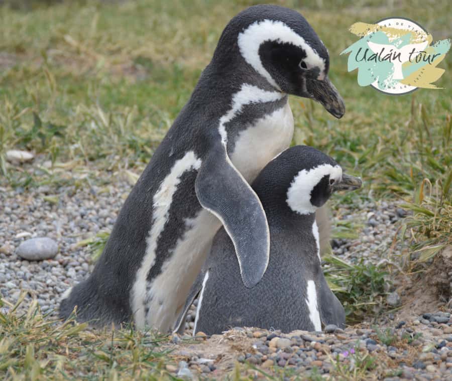 Puerto Madryn: Punta Tombo Shore Excursion for Cruise Guests - Why cruise timing matters so much