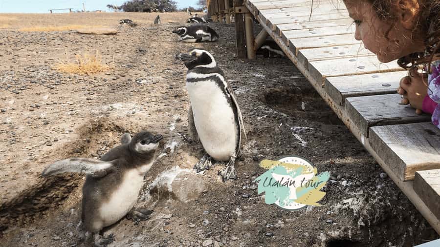 Puerto Madryn: Punta Tombo Shore Excursion for Cruise Guests - What the $90 price really covers