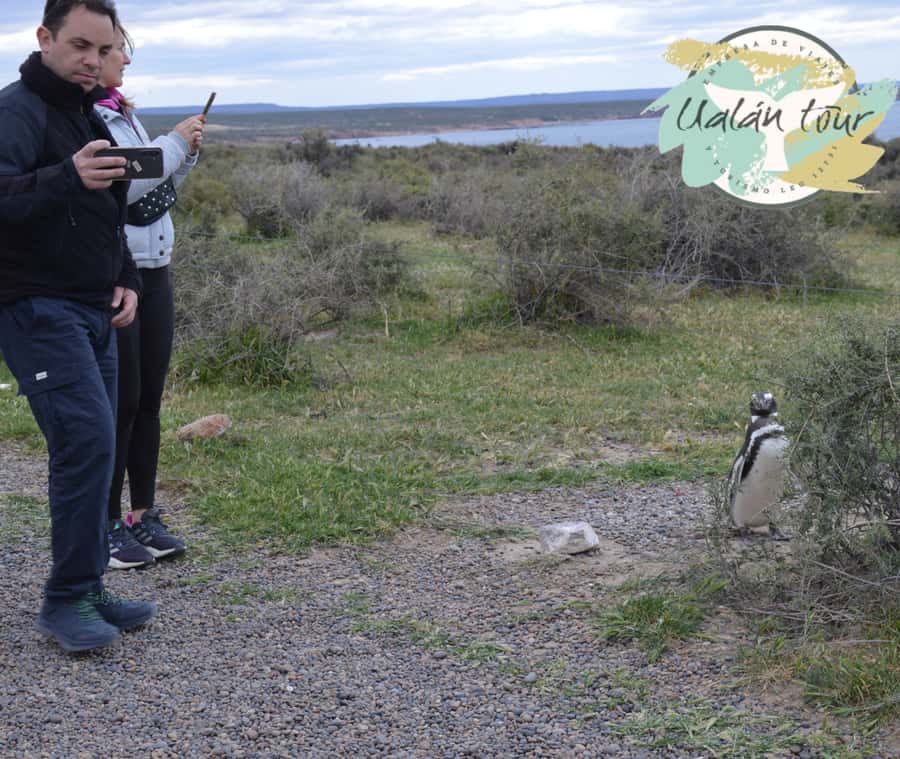 Puerto Madryn: Punta Tombo Shore Excursion for Cruise Guests - Simple ways to make the day better