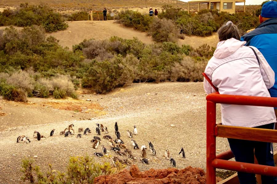 Puerto Madryn: Punta Tombo Walking Among Penguins Experience - Why Punta Tombo Is Worth the Long Road