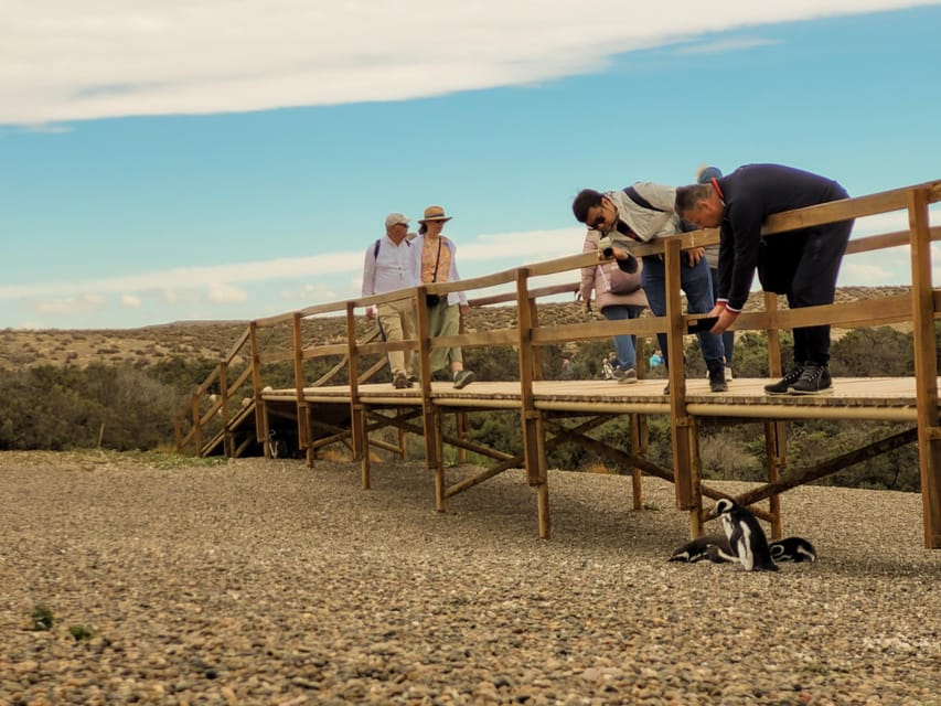 Puerto Madryn: Punta Tombo Walking Among Penguins Experience - Practical Ways to Prepare