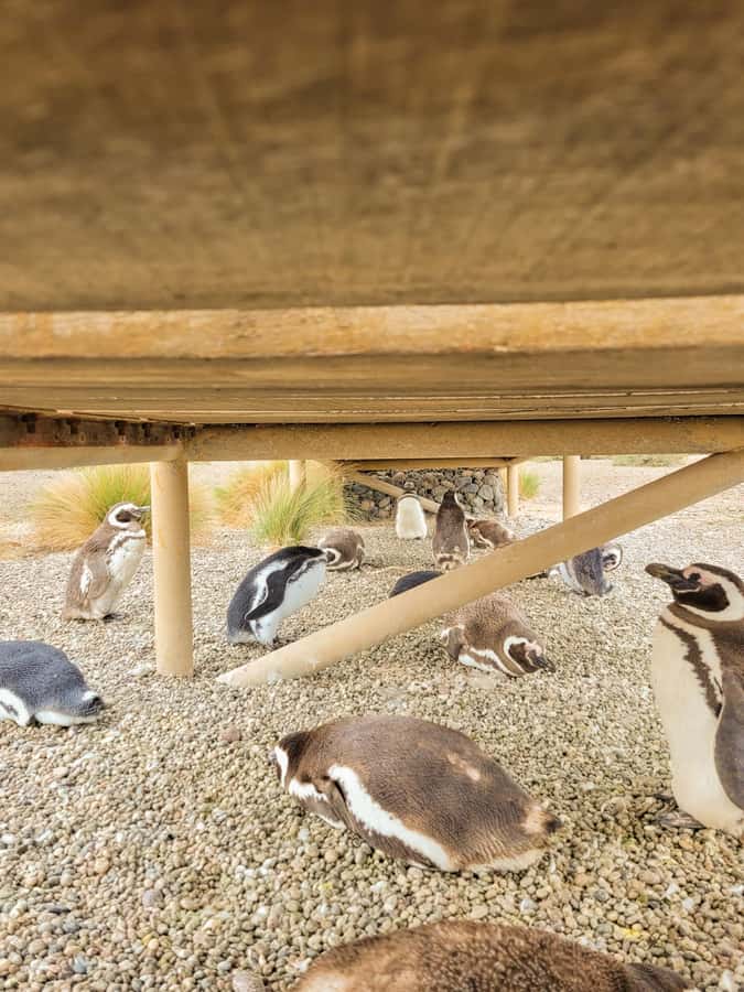Puerto Madryn: Punta Tombo Walking Among Penguins Experience - Walking the 3-Kilometer Penguin Route
