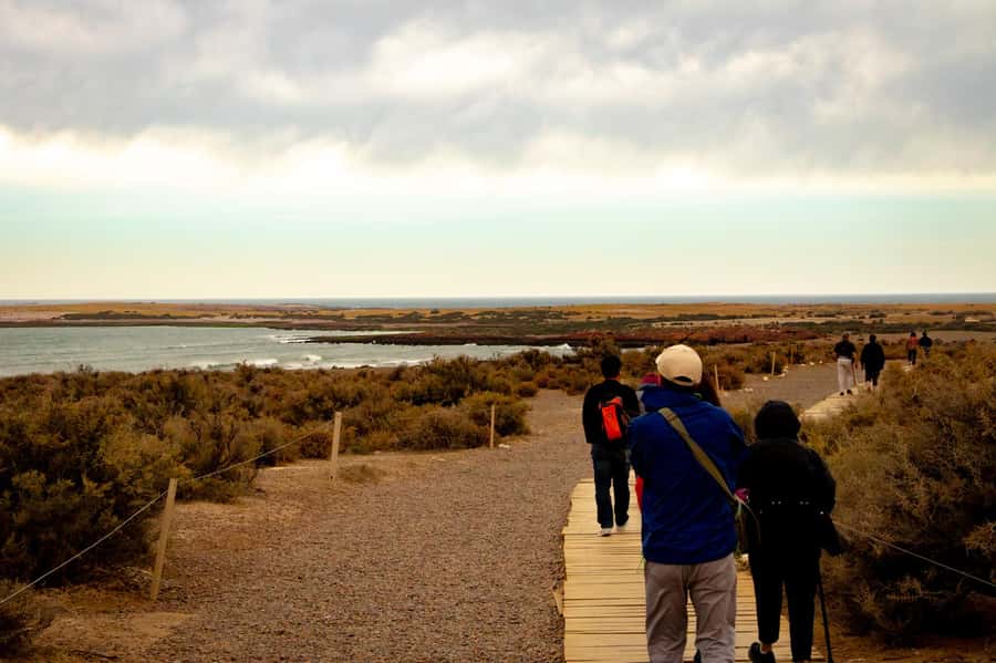 Puerto Madryn: Punta Tombo Walking Among Penguins Experience - What You May See During Breeding Season