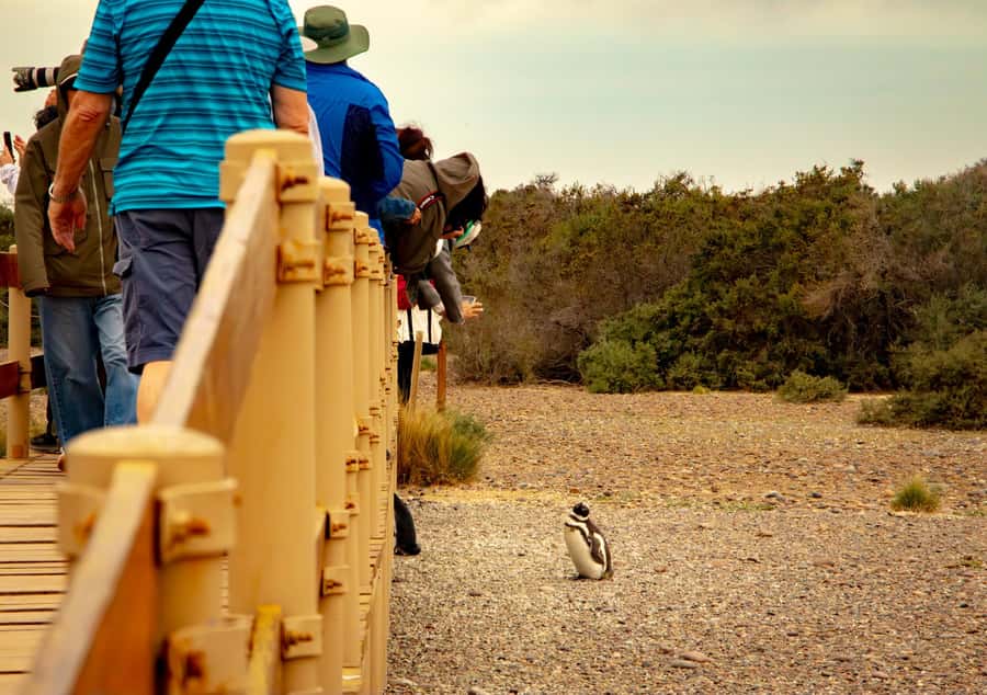 Puerto Madryn: Punta Tombo Walking Among Penguins Experience - Optional Stops and the Elephant Seal Surprise