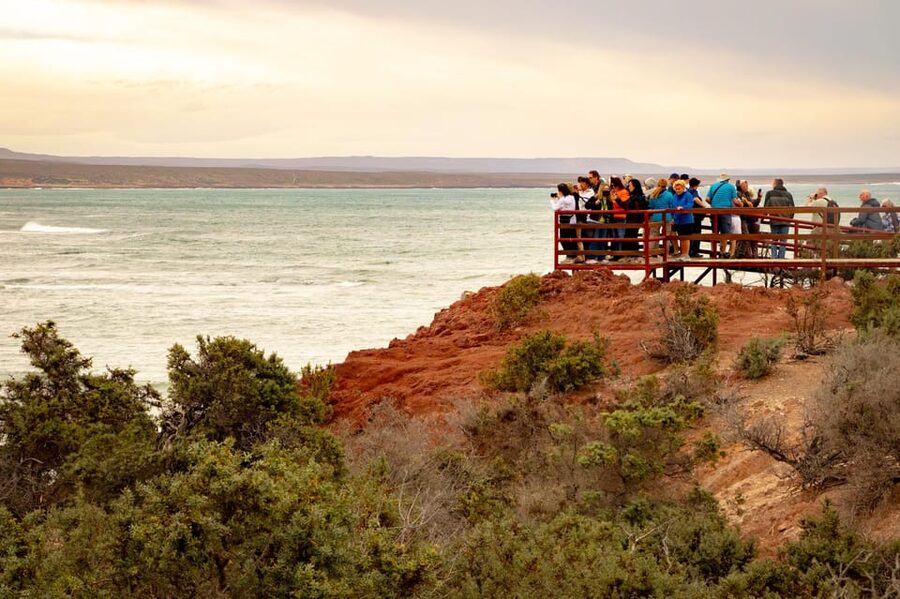 Puerto Madryn: Punta Tombo Walking Among Penguins Experience - The Long Drives, the Shortest Weakness