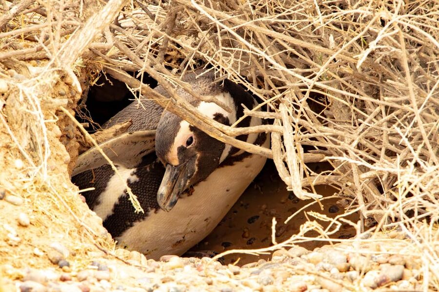 Puerto Madryn: Punta Tombo Walking Among Penguins Experience - Who Should Book This Penguin Tour?