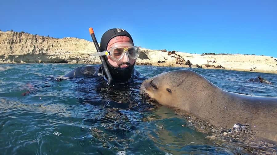 Puerto Madryn: Snorkeling Trip with Sea Lions - Meeting wild sea lions near Puerto Madryn