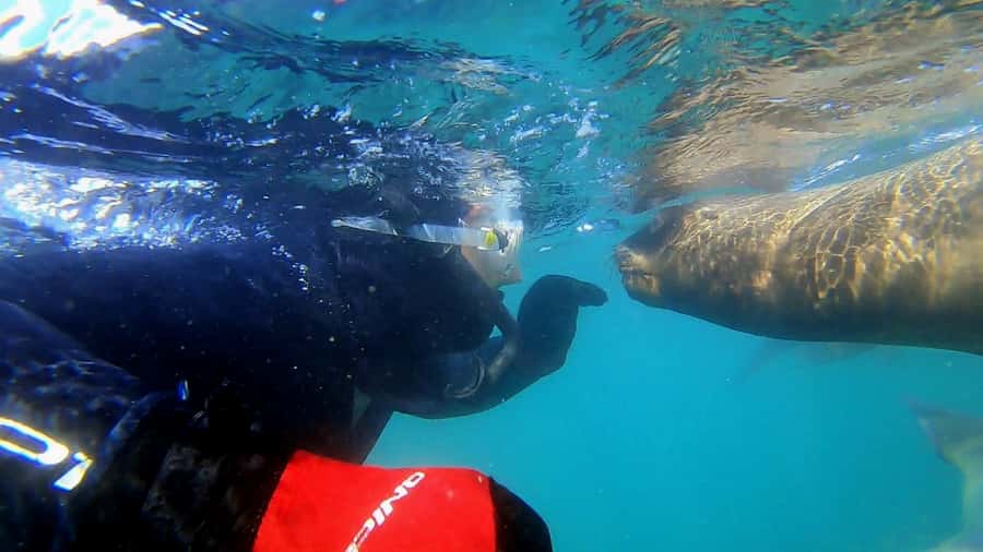 Puerto Madryn: Snorkeling Trip with Sea Lions - What the Punta Loma boat ride adds