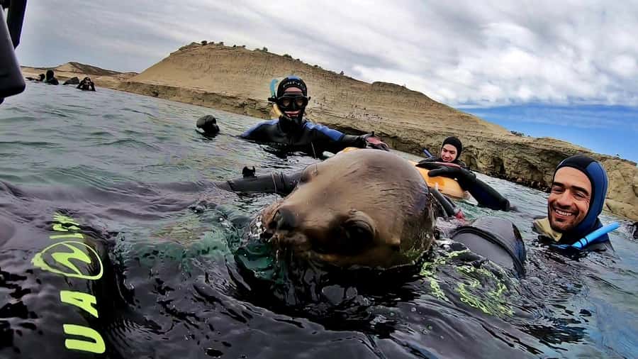 Puerto Madryn: Snorkeling Trip with Sea Lions - Getting close without disturbing the animals