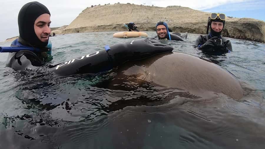 Puerto Madryn: Snorkeling Trip with Sea Lions - How the 150-minute schedule feels