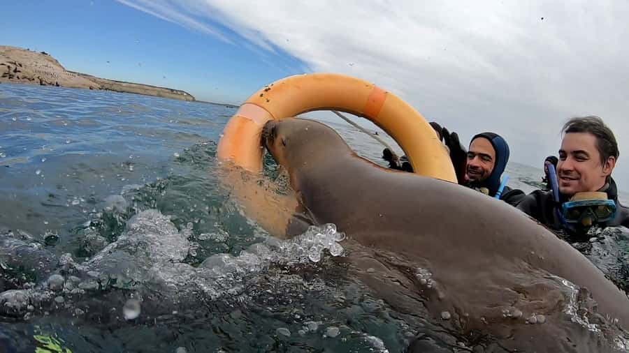 Puerto Madryn: Snorkeling Trip with Sea Lions - Practical limits you should take seriously
