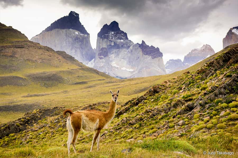 Puerto Natales: Full day tour Torres del Paine National Park - What the optional box lunch includes