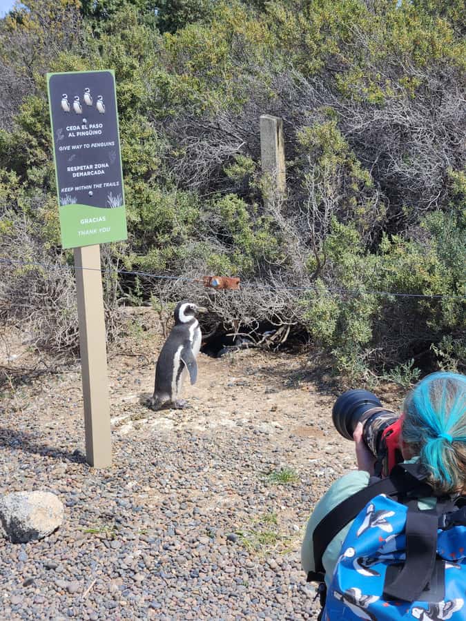 Punta Tombo Cruise Shore Excursion - Walk among penguins - Meeting at Puerto Madryn’s Comandante Luis Piedra Buena Pier