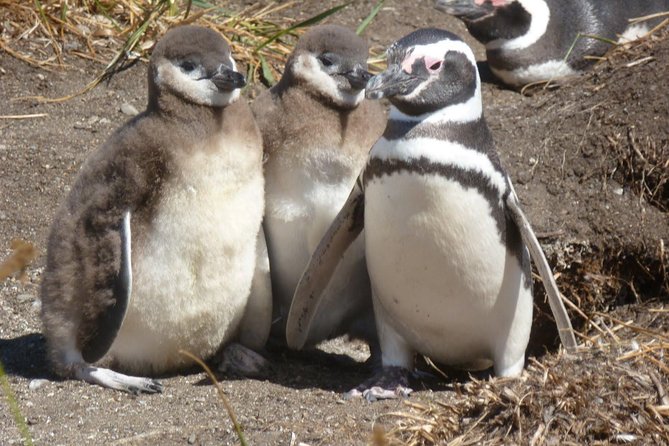 Punta Tombo Penguin Colony from Puerto Madryn with optional Toninas Watching - Why Punta Tombo is worth the long ride