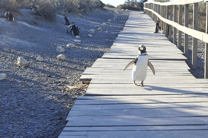 Punta Tombo Penguin Colony from Puerto Madryn with optional Toninas Watching - Puerto Rawson and the optional Toninas boat trip