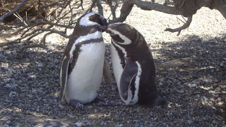 Punta Tombo Penguin Tour & Optional Tonina Watching - Why Punta Tombo is worth the long day