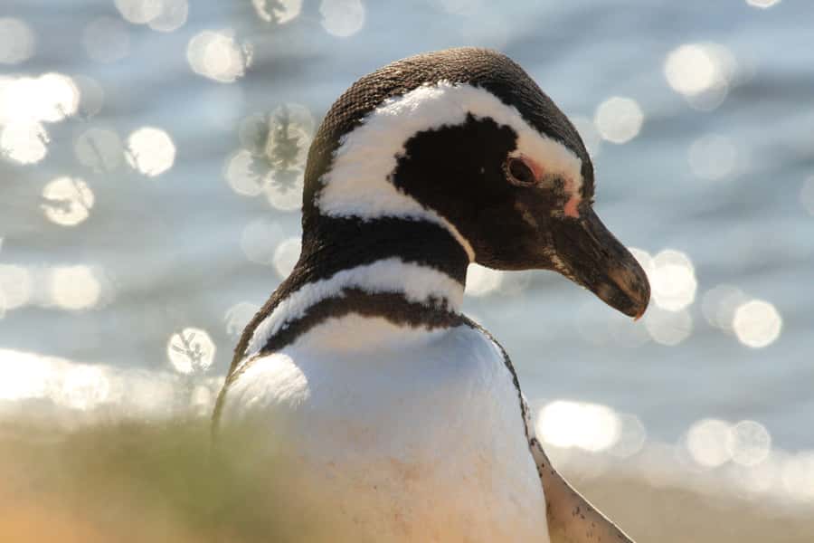 Punta Tombo Penguin Tour & Optional Tonina Watching - The early pickup from Puerto Madryn