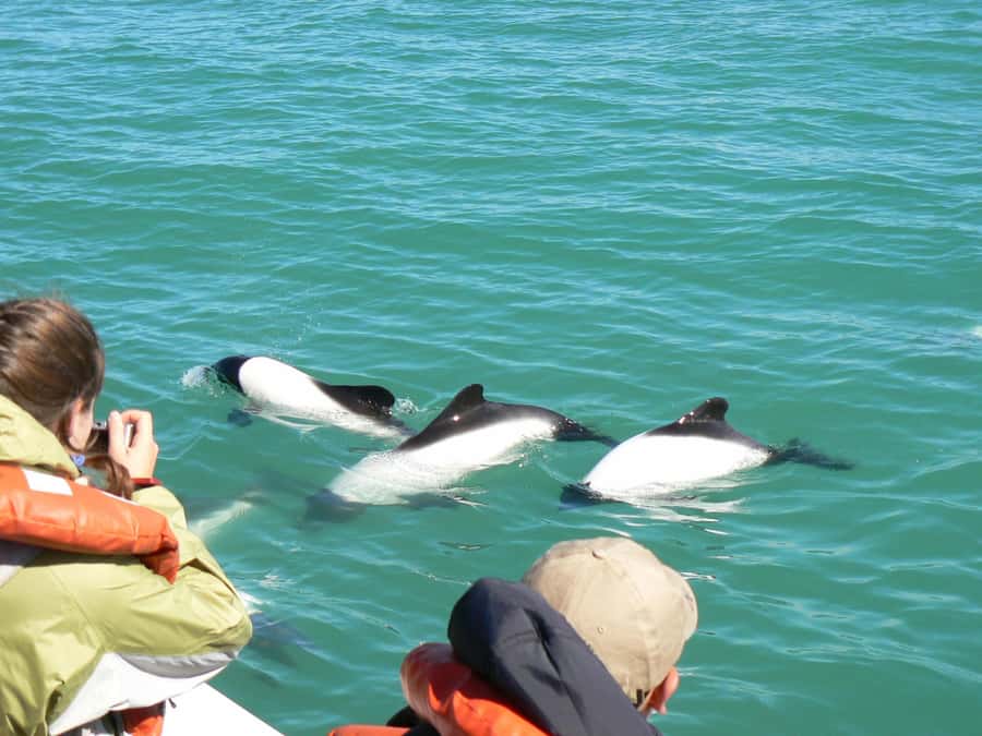 Punta Tombo Penguin Tour & Optional Tonina Watching - Walking among Magellanic penguins