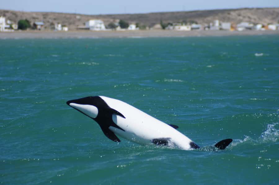 Punta Tombo Penguin Tour & Optional Tonina Watching - The Gaiman alternative and Welsh tea