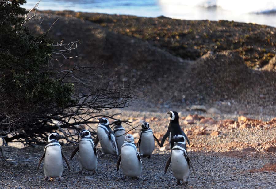 Punta Tombo Penguin Tour & Optional Tonina Watching - How much value do you get for $300?