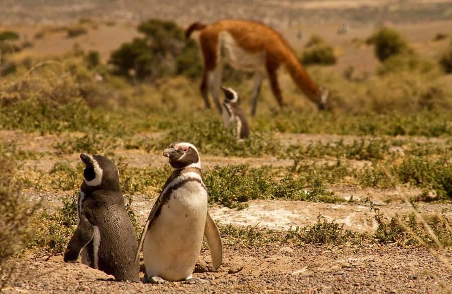 Punta Tombo Penguin Tour & Optional Tonina Watching - Timing, comfort, and what to bring