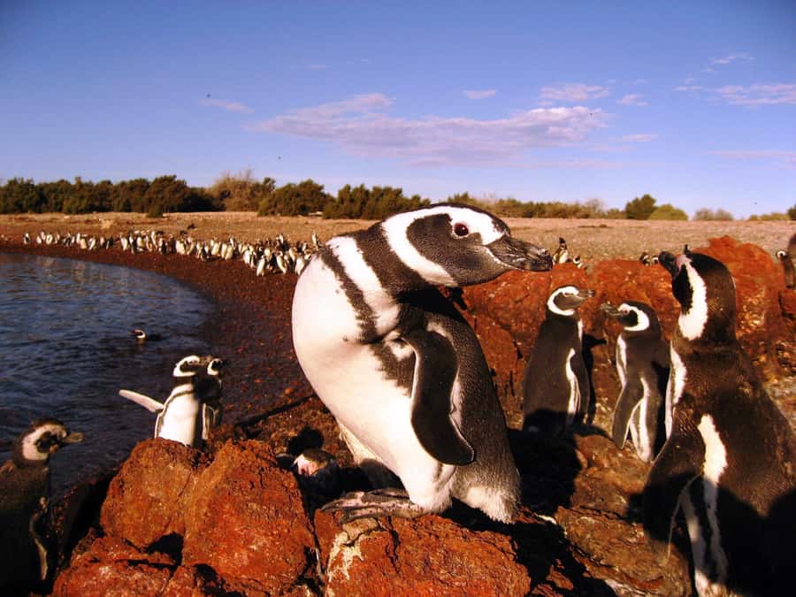 Punta Tombo Penguin Tour & Optional Tonina Watching - Who will enjoy this outing most?