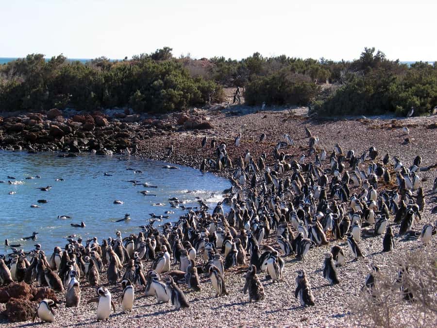 Punta Tombo Shore Excursion for Cruise Passengers + City - Key points to know before you book