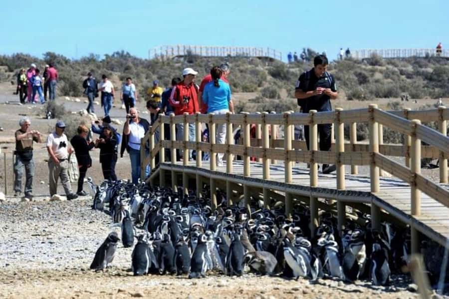 Punta Tombo Shore Excursion for Cruise Passengers + City - Atlantic views and Patagonian wildlife