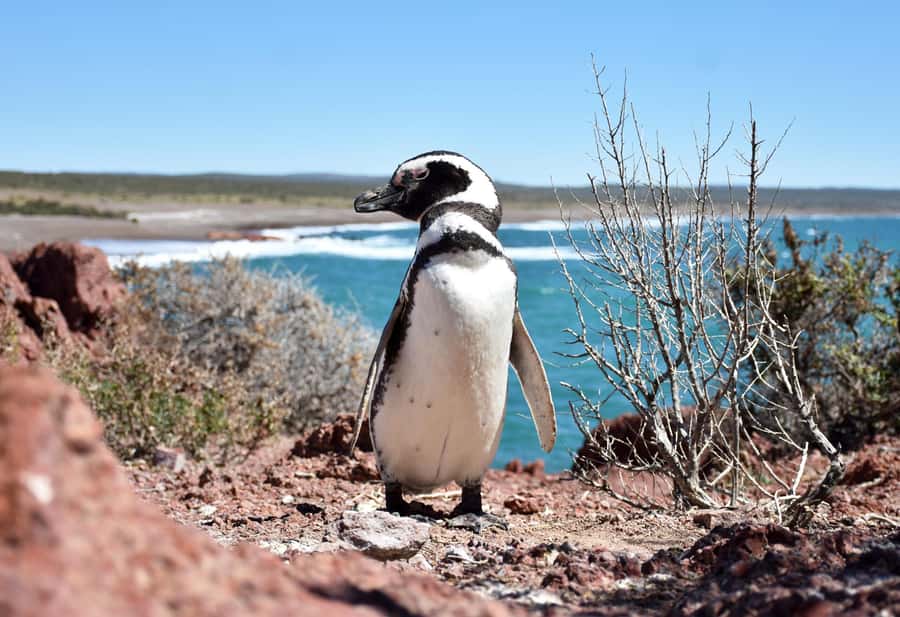 Punta Tombo Shore Excursion for Cruise Passengers + City - Returning to Puerto Madryn and the city option