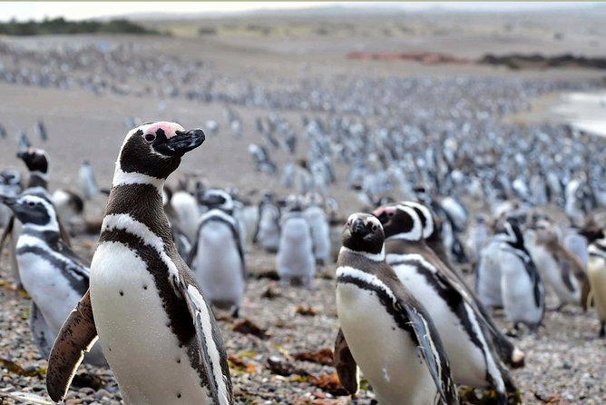 Punta Tombo Shore Excursion w/box Lunch(Shared tour for cruises) - Key details before you book