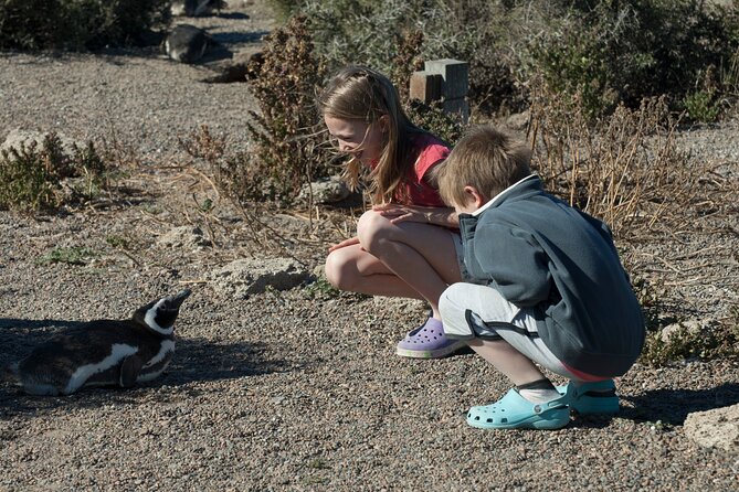 Punta Tombo Shore Excursion w/box Lunch(Shared tour for cruises) - Meeting your guide near the cruise port