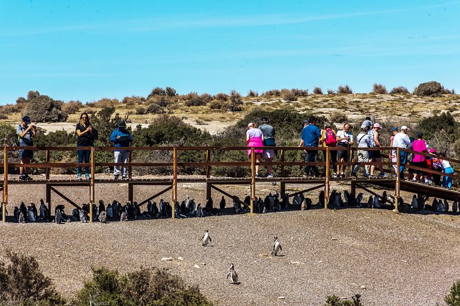 Punta Tombo Shore Excursion w/box Lunch(Shared tour for cruises) - Lunch and the ride back to Puerto Madryn
