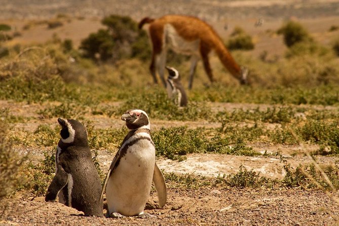 Punta Tombo Shore Excursion w/box Lunch(Shared tour for cruises) - Is $135 a fair price?