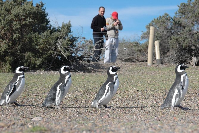 Punta Tombo Shore Excursion w/box Lunch(Shared tour for cruises) - Who will enjoy this day most?