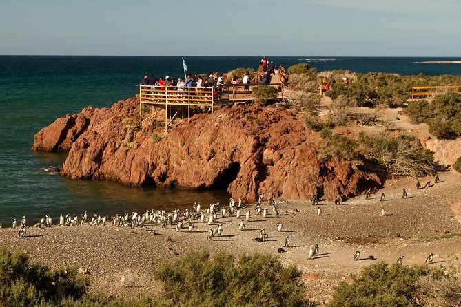 Punta Tombo Shore Excursion w/box Lunch(Shared tour for cruises) - Practical advice for a smoother outing