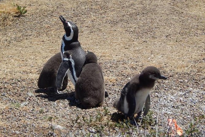 Punta Tombo Tour, the Penguin Experience - Why Punta Tombo is worth the long ride