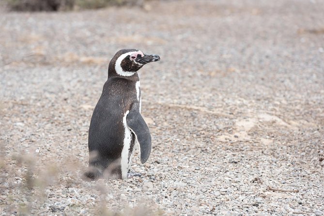 Punta Tombo Tour, the Penguin Experience - The road from Puerto Madryn to the reserve