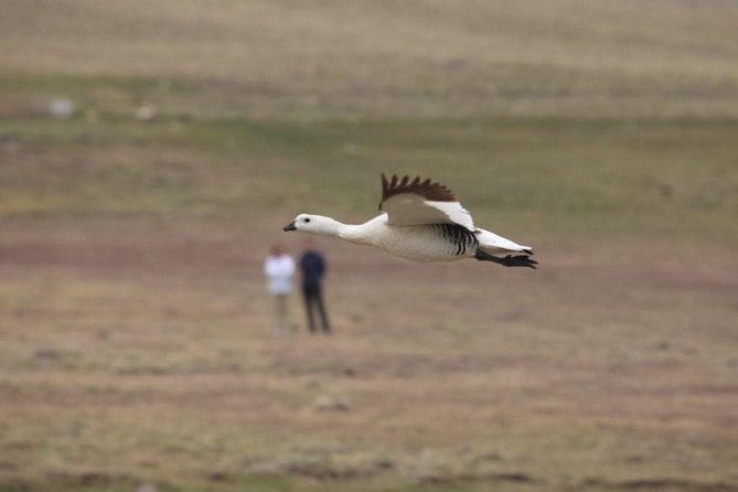 Safari Experience - Wildlife & Steppe - Ancient ground and the story of Estancia 25 de Mayo