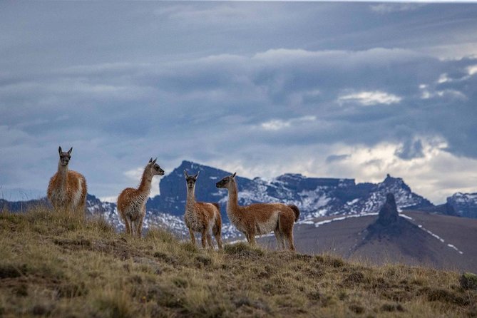 Safari Experience - Wildlife & Steppe - The ranch house meal, wine, and maté