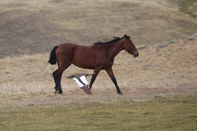 Safari Experience - Wildlife & Steppe - Who will enjoy this more than a hiking excursion