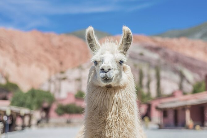 Salinas Grandes and Purmamarca Full Day Tour - Guides, language, and the quality of explanation
