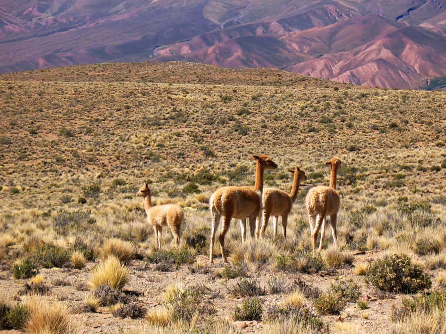 Salta: Quebrada de Humahuaca and Purmamarca Day Trip - Tilcara ruins and the archaeological museum