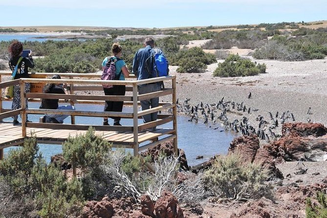 Shore Excursion Punta Tombo cruise passengers Puerto Madryn - The two-hour ride from Puerto Madryn