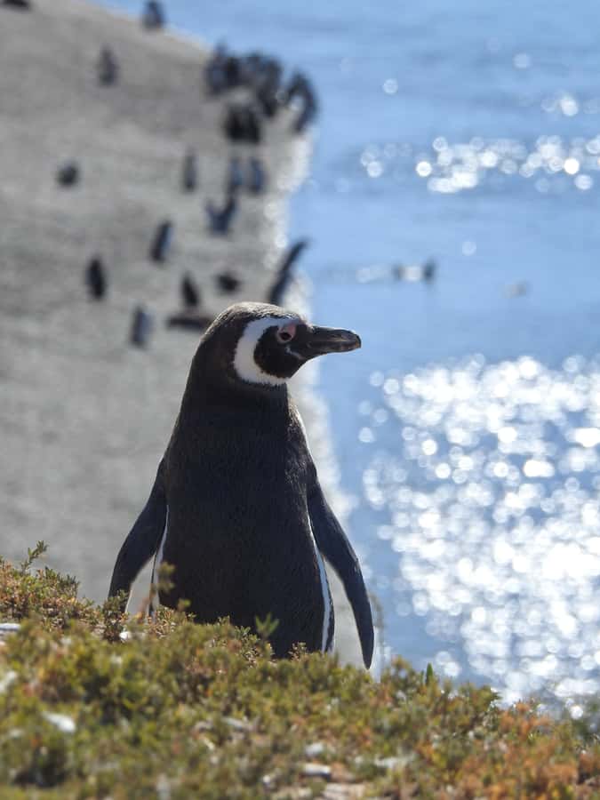 Shore Tours Peninsula Valdes Puerto Madryn Cruise Passengers - Caleta Valdés: The Main Wildlife Stop
