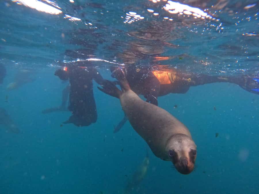 Snorkeling with Sea Lions - Key points to know before booking