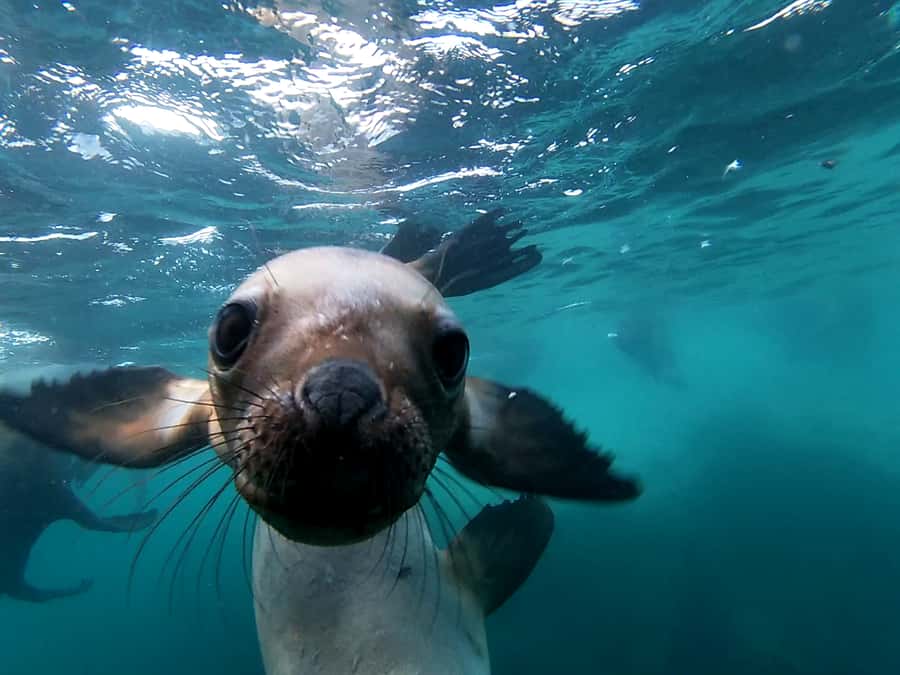 Snorkeling with Sea Lions - Meeting the crew at Lobo Larsen